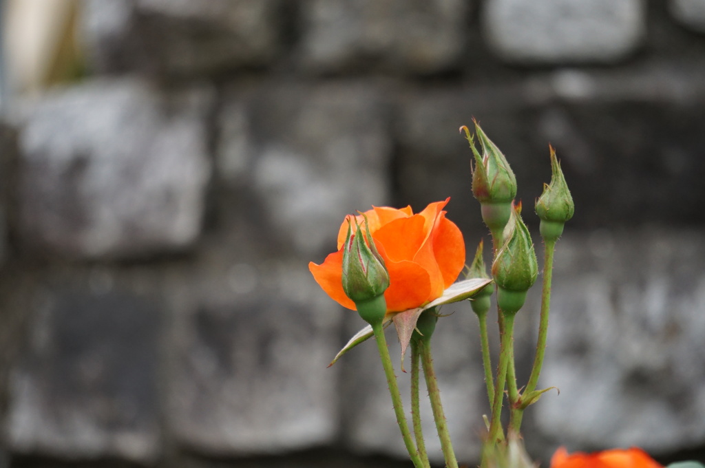 オレンジ…薔薇