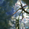 紫陽花。。。