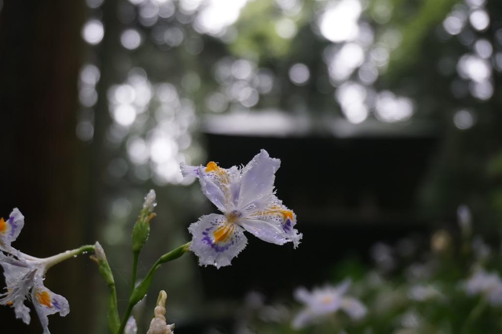 シャガ・高蔵寺。