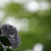 紫陽花。