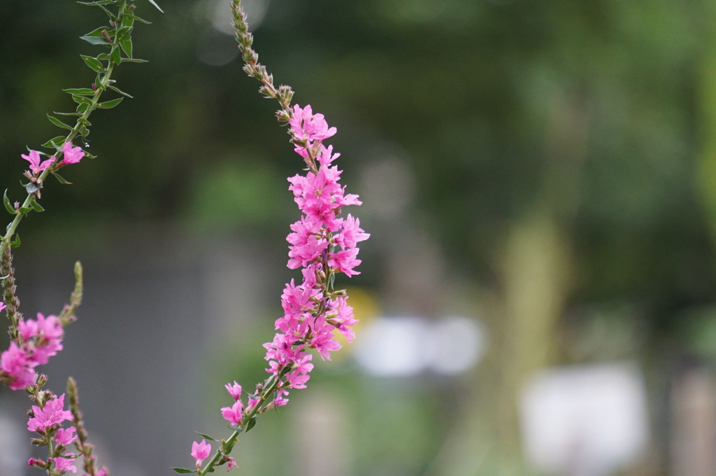 雨の散歩。。。１