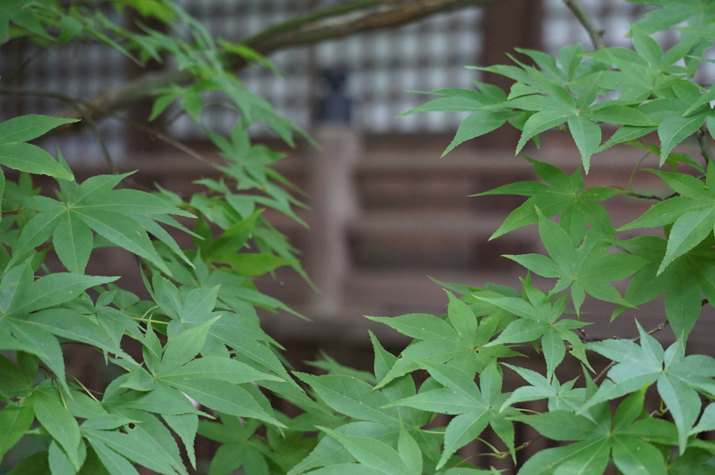 色づく頃には。。。