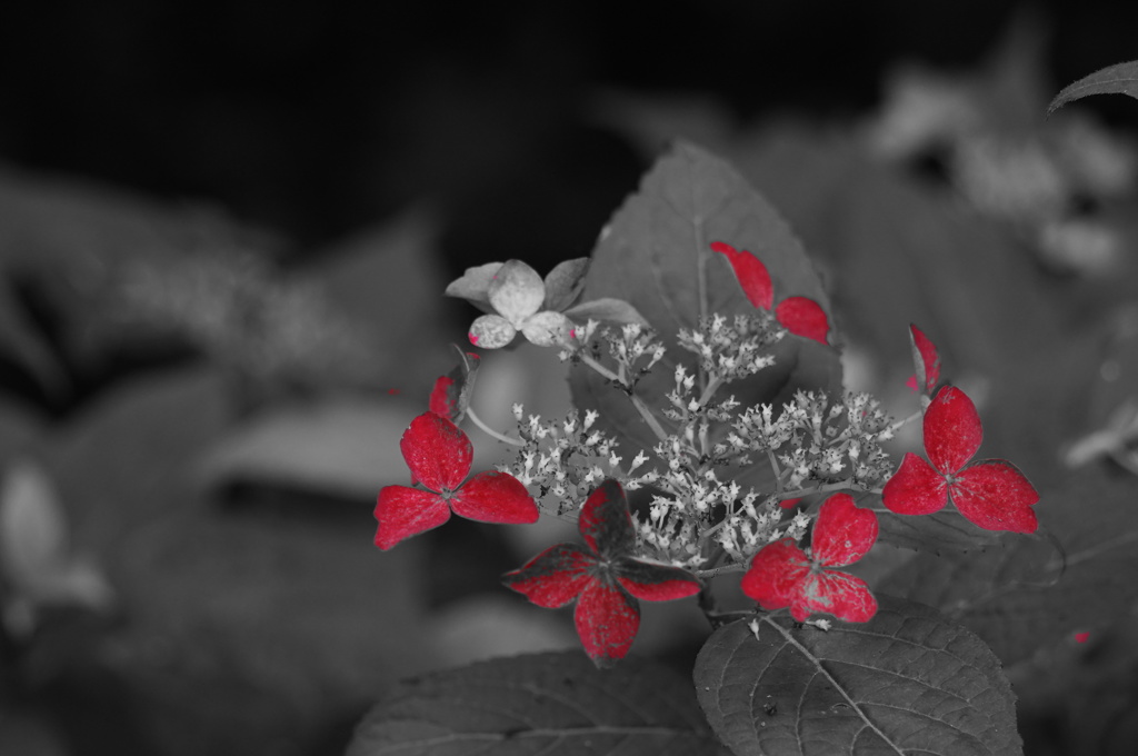紫陽花