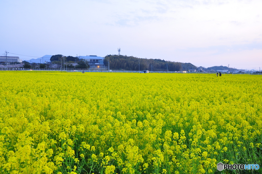 夕暮れの菜の花