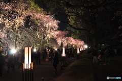 石垣と桜