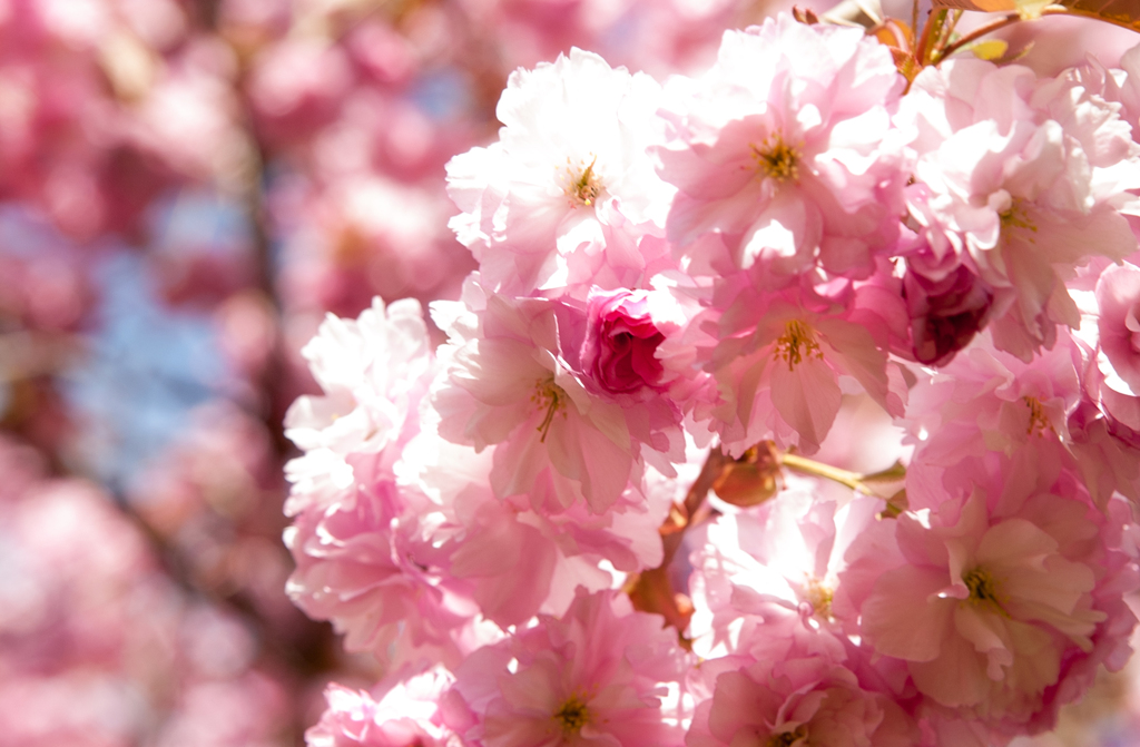 森町の桜