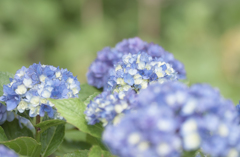 自宅の紫陽花