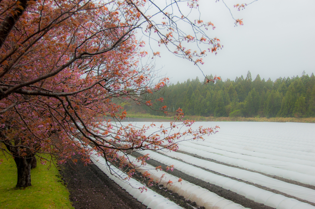 桜と畑と雨模様