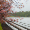 桜と畑と雨模様