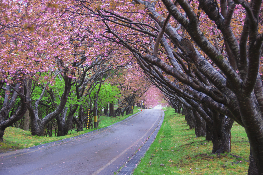 石崎地主海神社の桜