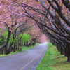 石崎地主海神社の桜