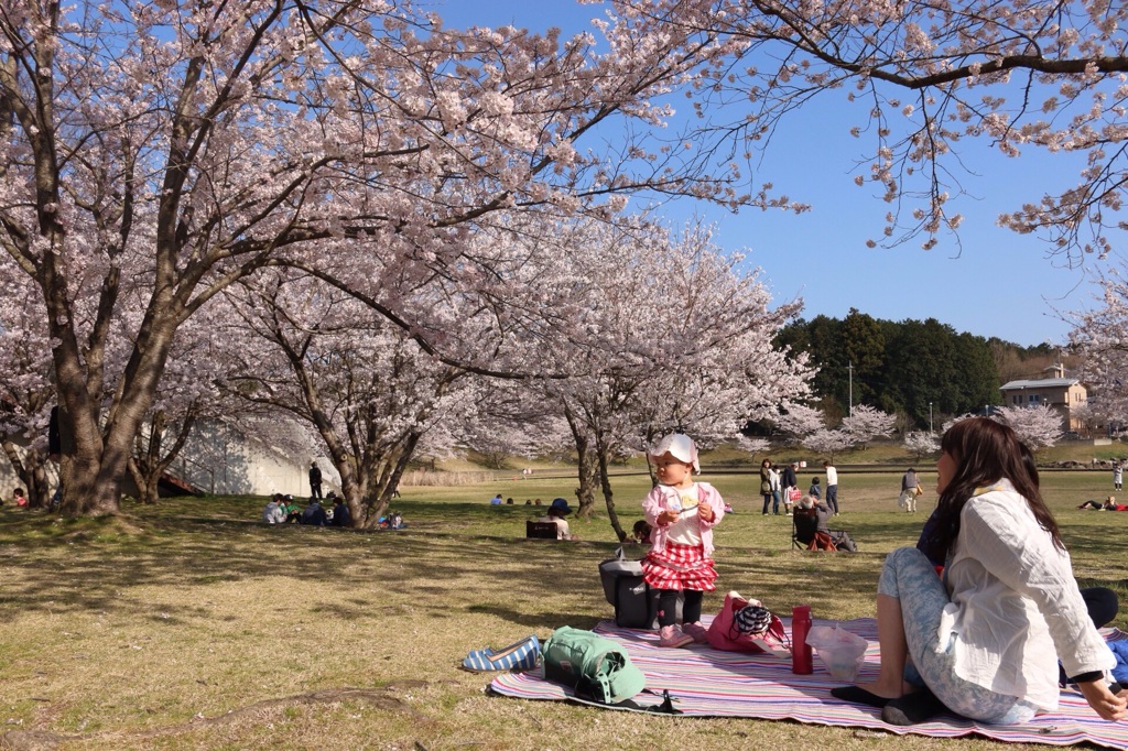 親子と桜