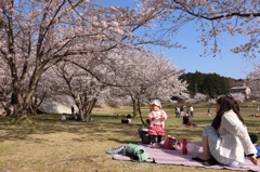 親子と桜