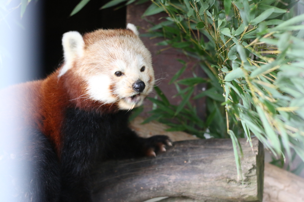 レッサーパンダ（あらいぐま科）