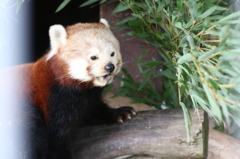 レッサーパンダ(あらいぐま科)