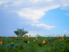 おおきな木のある風景