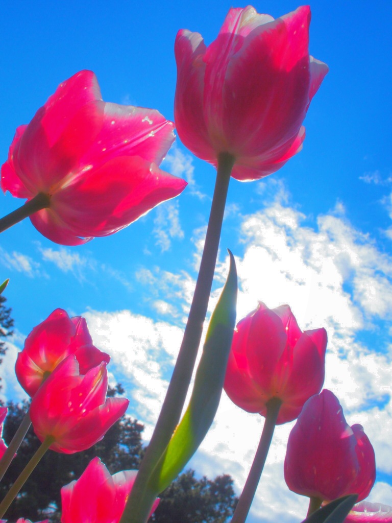 tulip