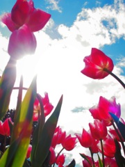 tulip