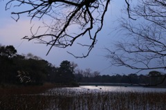 妖しい池