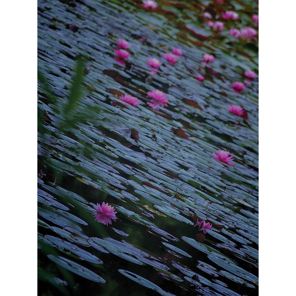 蓮の花