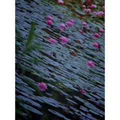 蓮の花
