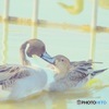 仲良しカモさん