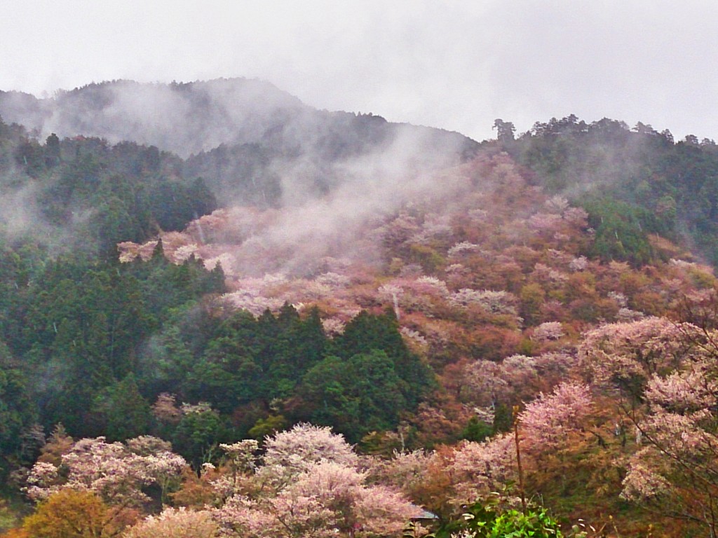 吉野の桜