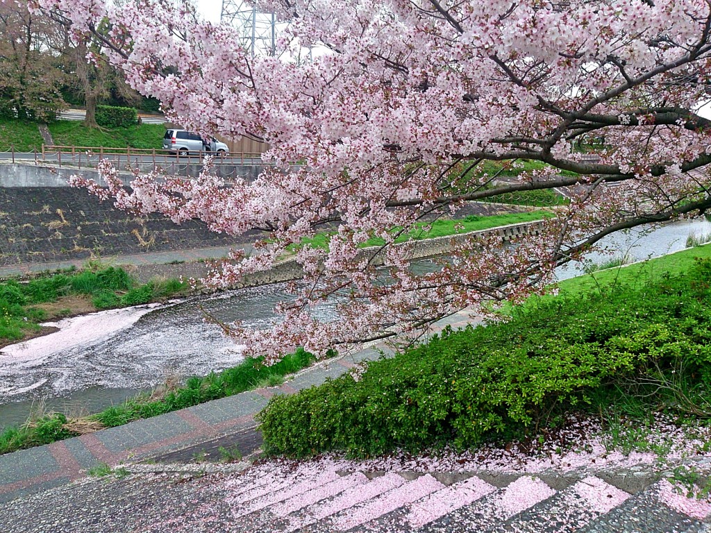 桜の階段