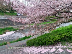 桜の階段