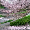 桜の階段