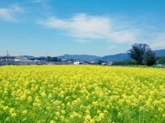 菜の花畑