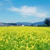 菜の花畑