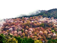 吉野山