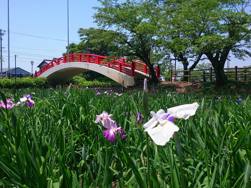 賀茂の菖蒲園