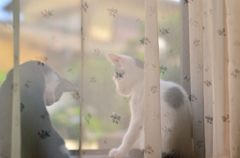 窓の仔猫