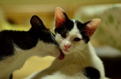 仔猫の兄妹