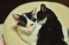 仔猫の兄妹２