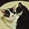 仔猫の兄妹２