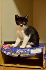 クロタン、ビール箱制覇!!