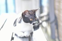 クロタン1