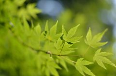 五月　もみじ葉は青かりし