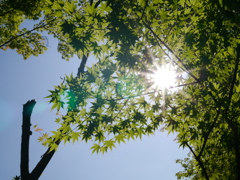 新緑のもみじ