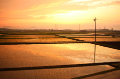 田園に煌く夕日