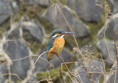 枝止まり 枝止まり