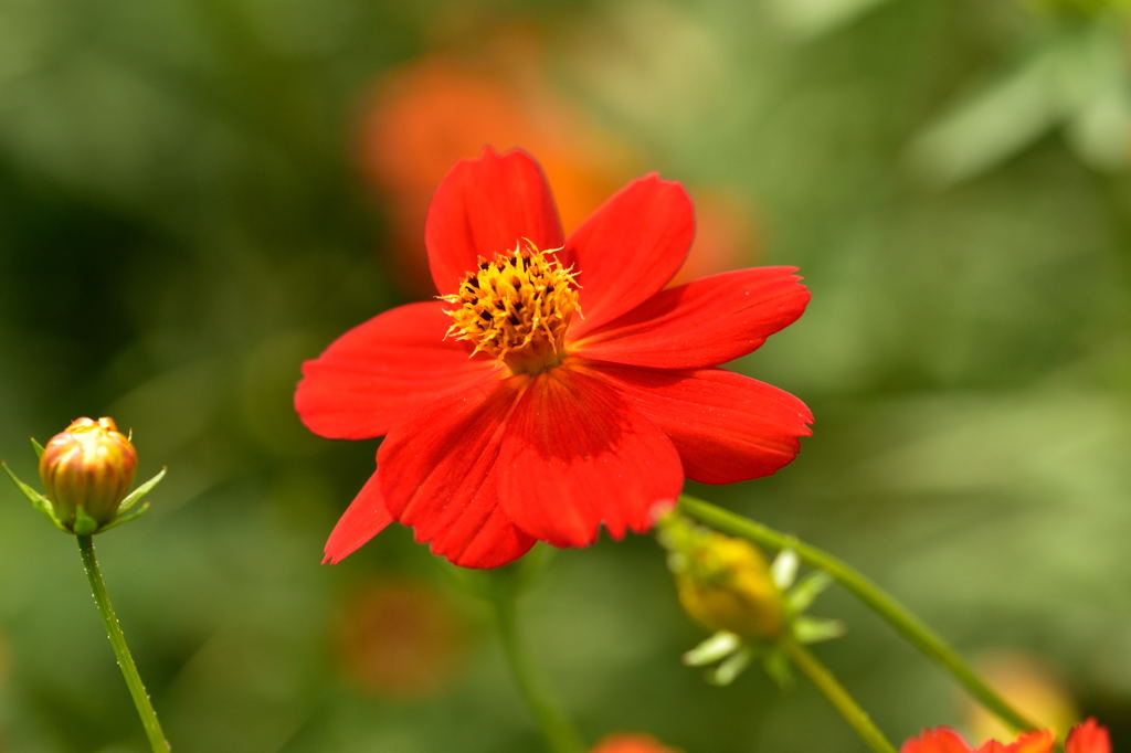 浜離宮のコスモス2