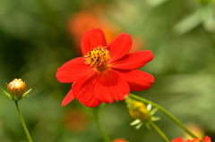 浜離宮のコスモス2