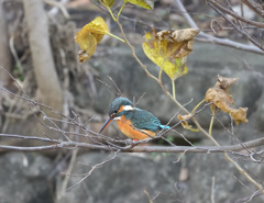 枝止まり9 枝止まり9