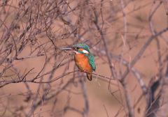 枝止まり1 枝止まり1