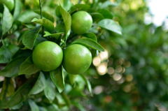 よそん家のみかん