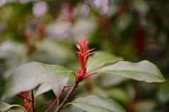 新芽